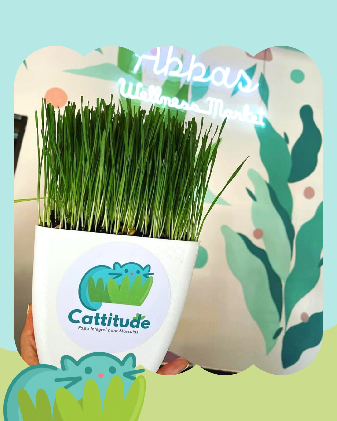 Catgrass Pasto integral para mascotas