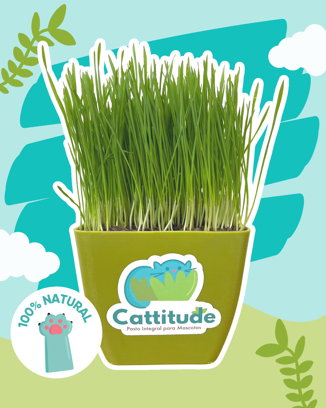 Catgrass Pasto integral para mascotas