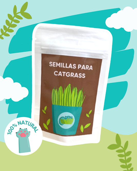 Semillas para Catgrass