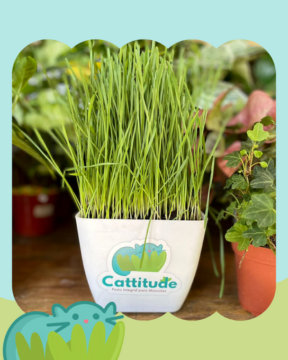 Semillas para Catgrass