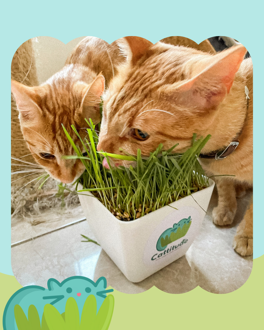 Catgrass Pasto integral para mascotas